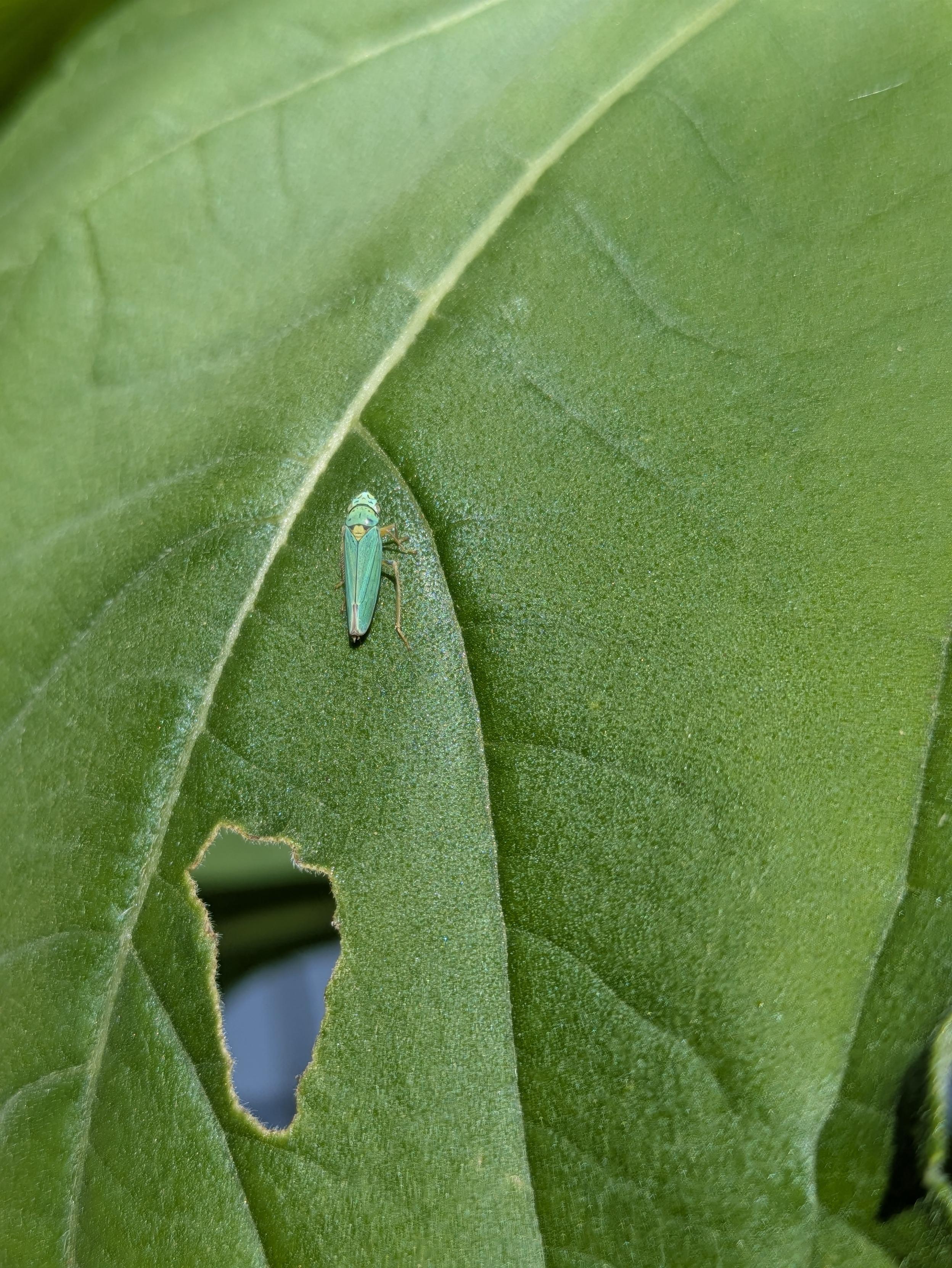 a broad expanse of green leaf fills most of the frame but there's a hole chewed in the leaf at lower left, close to the leaf's central vein, and about 1 cm away from the hole there's a bright green leafhopper insect