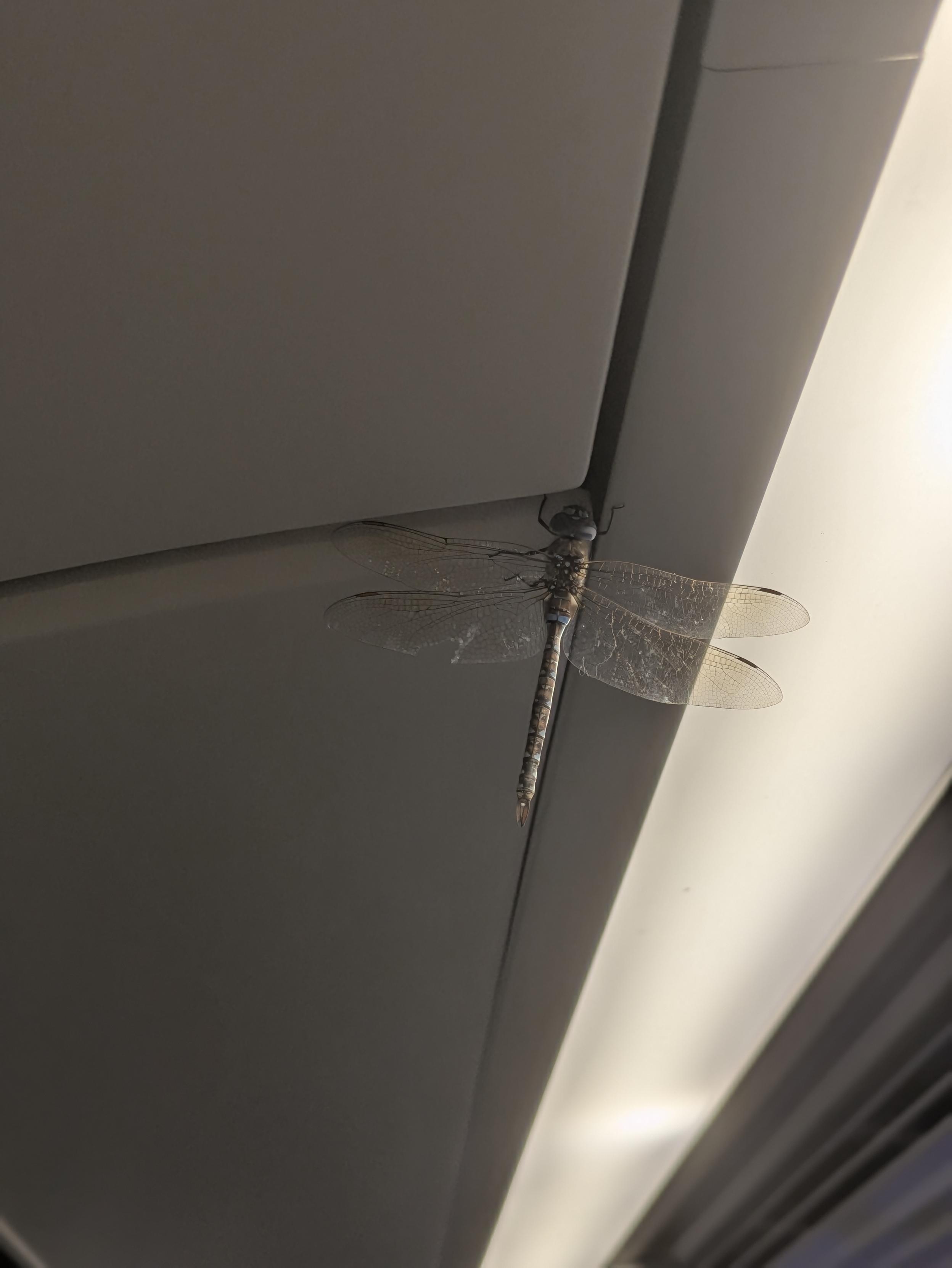 large dragonfly with a tattered left wing  perched near a light fixture on the Seattle light rail